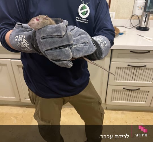 לכידת עכבר.